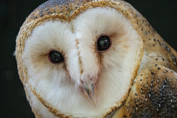 barn owl portrait