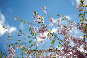 cherry blossom in the spring