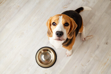 A beagle dog is sitting on the floor, next to an empty bowl. The dog is waiting for feeding. Top...