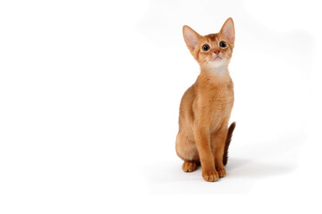 Fototapeta premium Abyssinian red kitten on a white isolated background