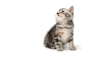 Obraz premium Fluffy purebred gray kitten on a white isolated background