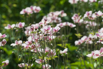 Fototapeta premium Beautiful ornamental plant Japanese anemone (Anemone hupehensis)