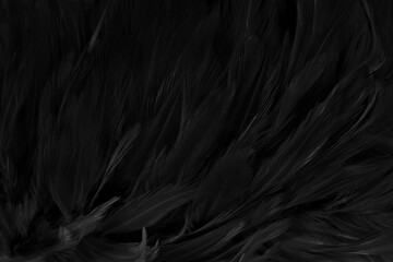 Beautiful black grey bird feathers pattern texture background.