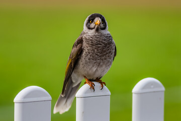 Noisy Miner bird on white fence with green background
