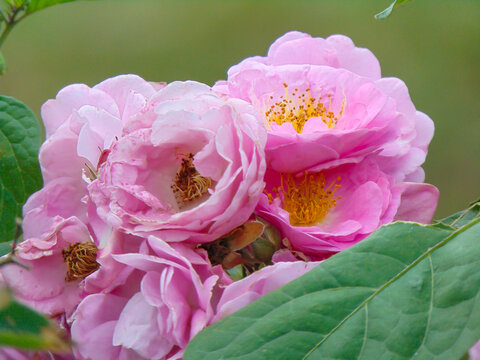 Damask pink roses in the garden