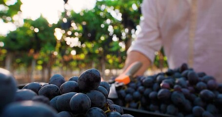 Close-up shot of grape grower farmer harvesting grapes in vineyard during wine harvest season in autumn. Small family business. Winery farm. Grape Picking