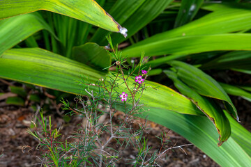 Purple geraldton waxflower (chamelaucium uncinatum) in bloom