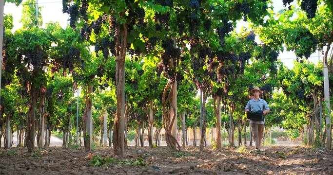 Teen farmer harvesting grapes in vineyard during wine harvest season in autumn. Young farmer carrying box of grapes through vineyards full of grape bunches. Winery farm. Grape Picking.