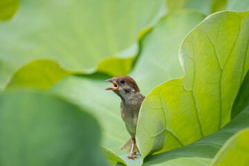 夏の不忍池