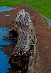 Long Dead Log with Elm Seedlings growing from Crack.