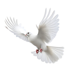 Fototapeta premium Pure White Dove Soaring Through the Sky
