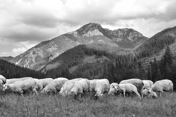 sheep on the meadow in the Tatra mountains, black and white beautiful landscape
