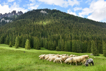 sheep on the meadow in the Tatra mountains, beautiful landscape
