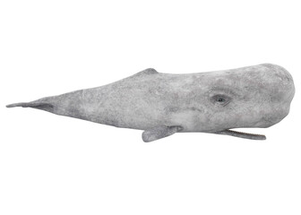 White Sperm Whale Isolated