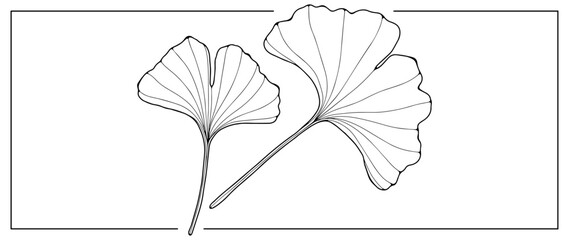 Black contour of ginkgo biloba leaves on a white background. Botanical objects for coloring books, decor, covers, patterns and designs.