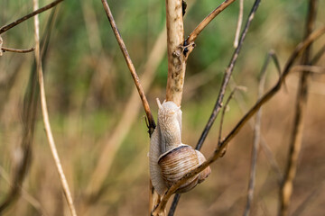Eine Weinbergschnecke kriecht einen Ast hinauf