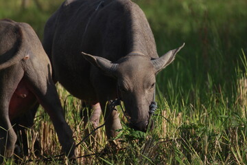 Portrait of an Indonesian buffalo foraging in a grass field