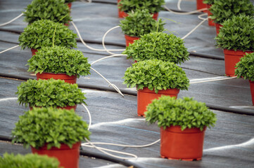 Fototapeta na wymiar Rows of potted mums on a farm with irrigation lines ground cover