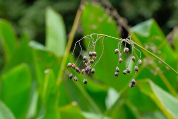 seeds of Thalia dealbata in botanical garden