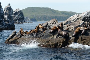 Sea lions on the Kekur stones Five Fingers in the Peter the Great Bay of the Sea of Japan   