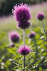 blooming thistle in soft light
