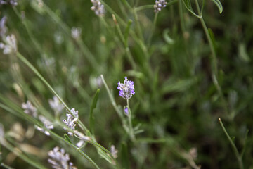 Lavender flowers in the field