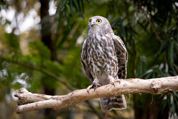 The barking owl has bright yellow eyes and no facial-disc. Upperparts are brown or greyish-brown, and the white breast is vertically streaked with brown