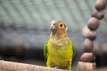 The brown throated conure plumage is green. The forehead, sides of head and chin are yellowish-orange. The crown is bluish, and the throat and upper breast are pale olive-brown.