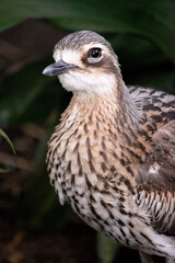 The bush stone curlew has grey-brown feathers with black streaks, a white forehead and eyebrows, a broad, dark-brown eye stripe and golden eyes