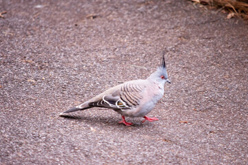 The Crested Pigeon is a stocky pigeon with a conspicuous thin black crest.