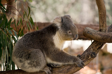 the koala is a grey marsupial with fluffy ears and a white chest