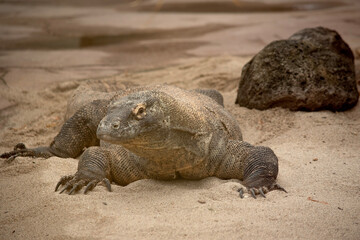 Komodo dragons are large lizards with long tails, strong and agile necks, and sturdy limbs.  Adults are an almost-uniform stone color with distinct, large scales.