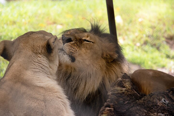 Being smaller and lighter than males, lionesses are more agile and faster. During hunting, smaller females chase the prey toward the center of the hunting group