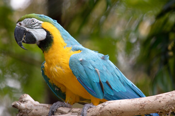 The blue and gold macaws forehead feathers are green. Wing feathers are blue with green tips; underwing coverts and breast are yellow-orange.