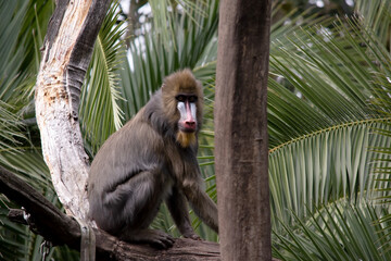the mandrill has thick ridges along the nose that are purple and blue, red lips and nose, and a...