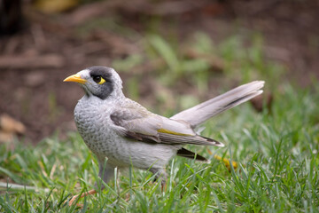 The noisy miner has a mostly grey body and black crown and cheeks. The bill is yellow, as are the legs and the naked skin behind the eye.