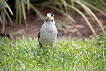 The noisy miner has a mostly grey body and black crown and cheeks. The bill is yellow, as are the legs and the naked skin behind the eye.