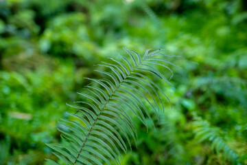 Beautiful fern leaf texture in nature. Fern plants in forest. Green fern background. Natural background concept.