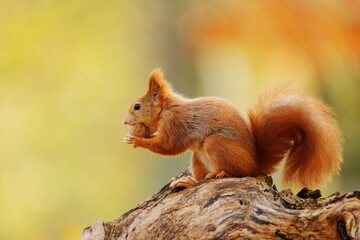 Beautiful autumn scene with a cute european red squirrel. A squirrel sitting on the tree stump. Sciurus vulgaris