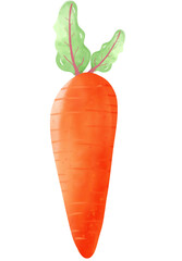 a Carrot illustration  