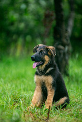 german shepherd dog