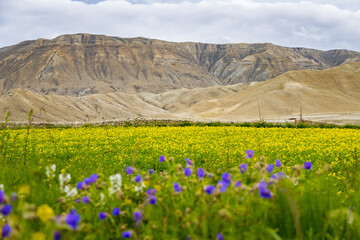 Mustard Fields with Purple Flowers and Desert Mountains on the Background in Lho Manthang, Mustang 