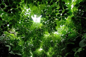 Jungle Canopy