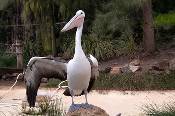 Australian pelicans are one of the largest flying birds. They have a white body and head and black wings. They have a large pink bill.