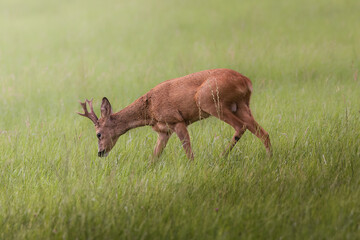 Deer, buck, on a green field in Germany, Europe	
