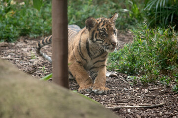 At four months of age tiger cubs are about the size of a medium-sized dog and spend their day playing, pouncing and wrestling with siblings