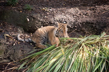 Tiger cubs are born with their stripes and only drink their mothers milk until they are 6 months old