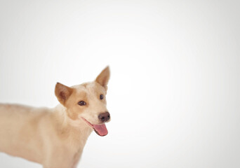 Dog potrait isolated background. Small breed.