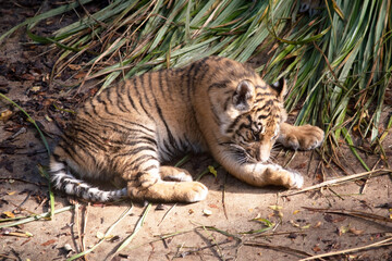 Tiger cubs are born with their stripes and only drink their mothers milk until they are 6 months old