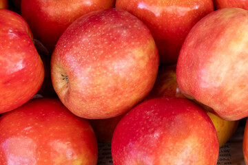 Nectarines for sell at the city farmers market